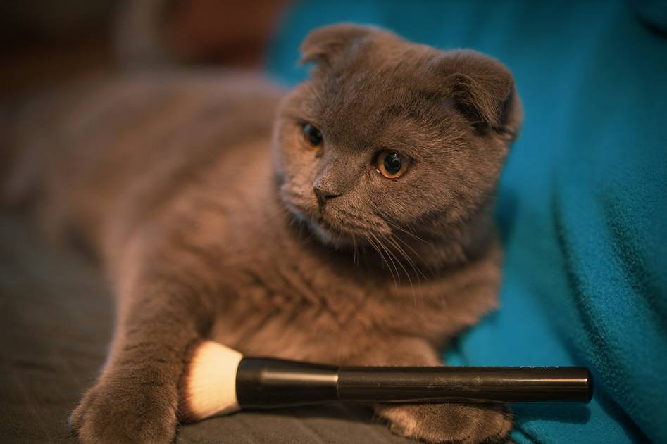 Calm cat resting on soft blanket with natural skincare products nearby
