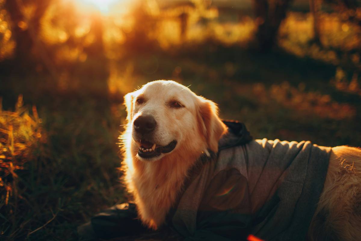 Chart showing correlation between omega-3 deficiency and canine skin inflammation severity