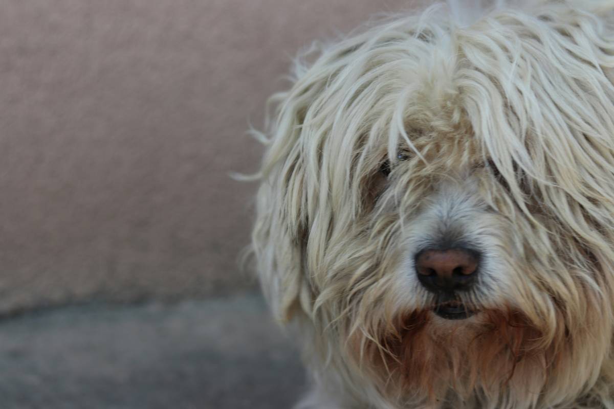 Do Dog Skin Care Supplements Actually Work? A Vet-Backed Guide to Soothing Itchy, Flaky Coats