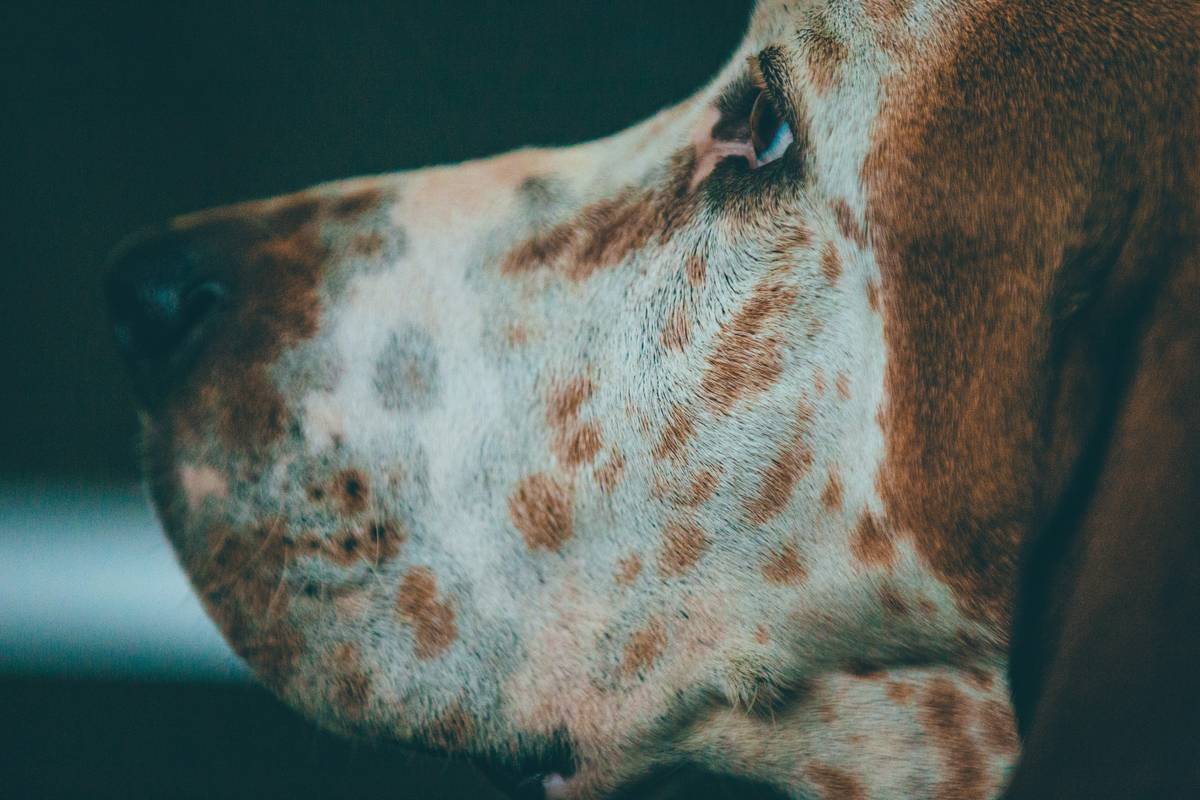 Infographic showing layers of dog skin, common causes of skin barrier breakdown, and how key nutrients like EPA, zinc, and biotin support repair