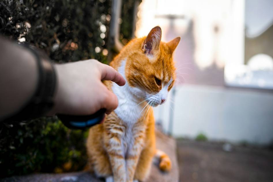 Homepage for Pets Pet Health Care Pet Skin Care