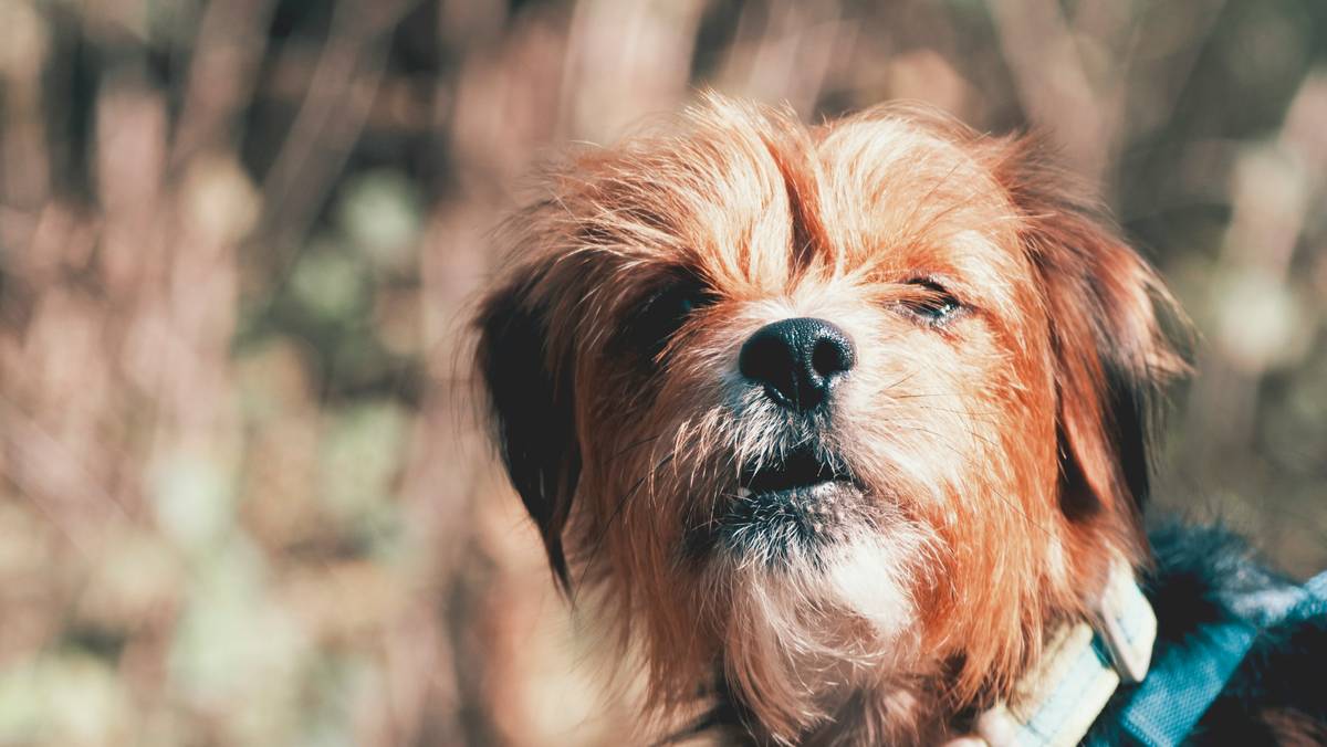 Infographic showing how common dog food ingredients like corn, wheat, and artificial preservatives trigger skin inflammation vs. skin-supportive nutrients like omega-3s, zinc, and vitamin E