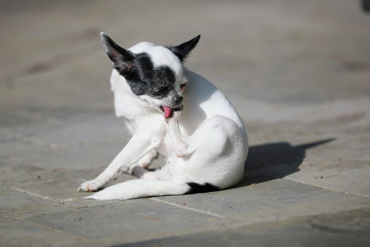 Supplements for Dog Skin Problems: What Actually Works (And What’s Just Hype)