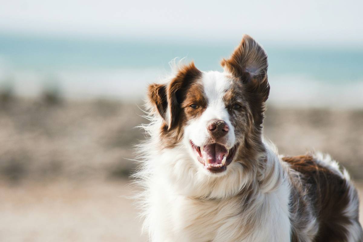 Ultimate Guide to Skin and Coat Care for Dogs: Healthy Fur Starts Here