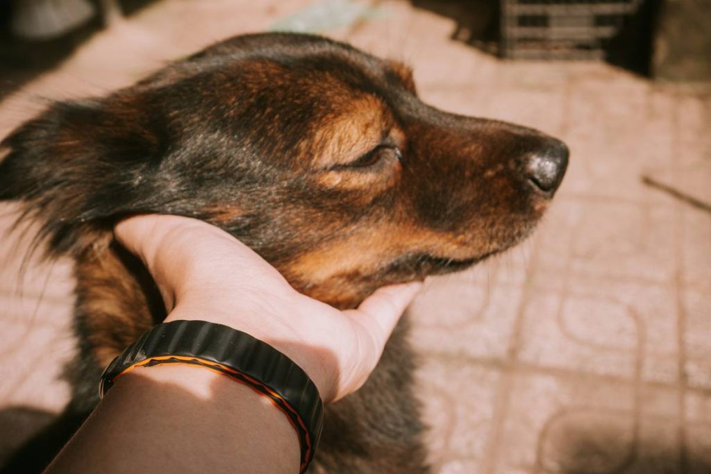 Why Your Dog’s Face Is Red, Itchy, and Flaky—and How to Fix It with Smart Dog Face Skin Care
