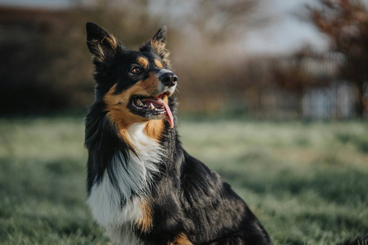 Why Your Dog’s Itchy Skin Won’t Heal—And How the Right Dog Supplements Skin and Coat Can Fix It