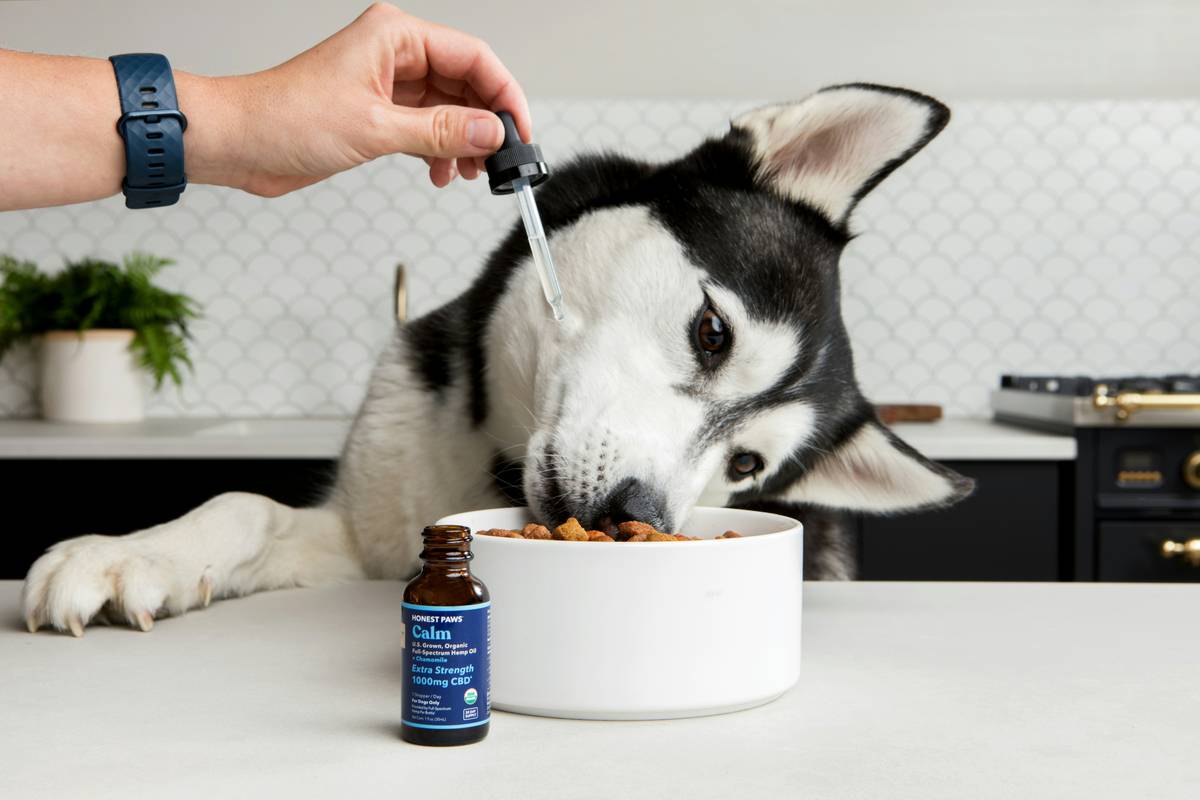 Why Your Dog’s Itchy Skin Won’t Quit—And How Petface Supplements for Skin and Coat Actually Help