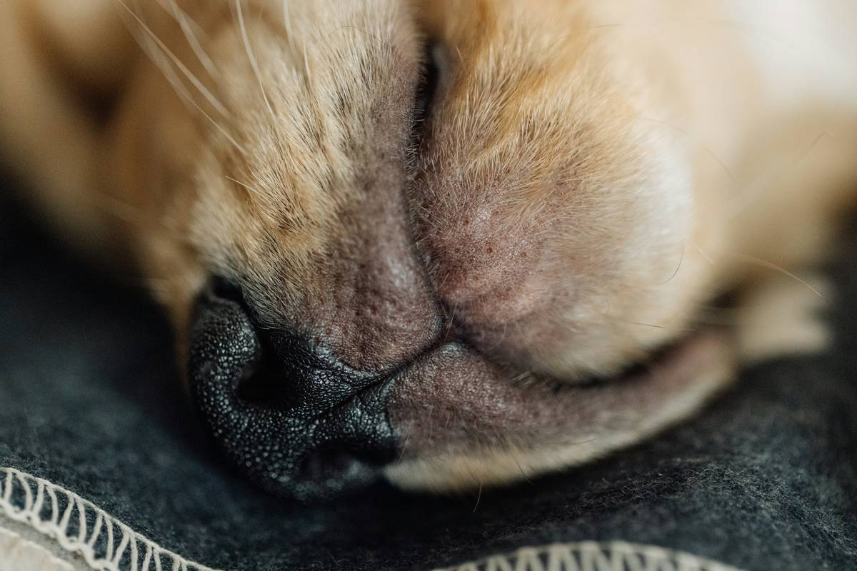 Canine Supplements for Skin Problems: Why Your Dog’s Itchy Skin Won’t Heal Without This
