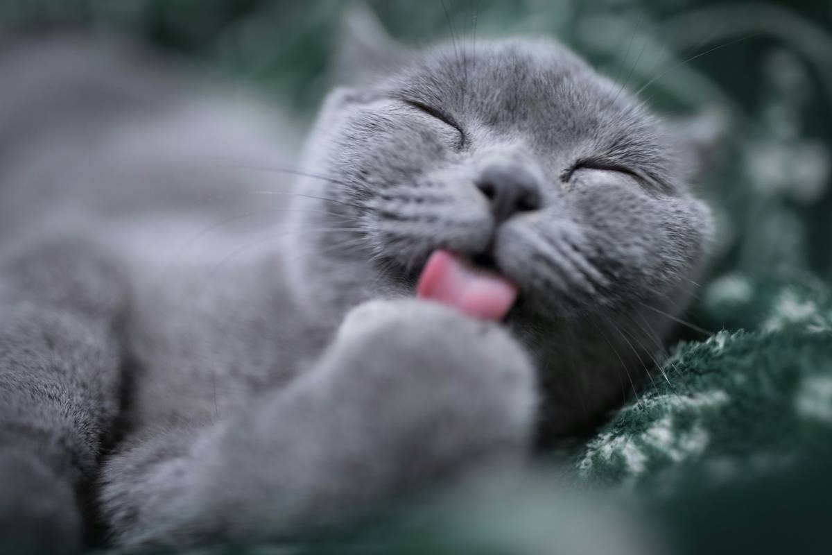 Cat owner applying vet-recommended topical treatment during skin care for cats routine