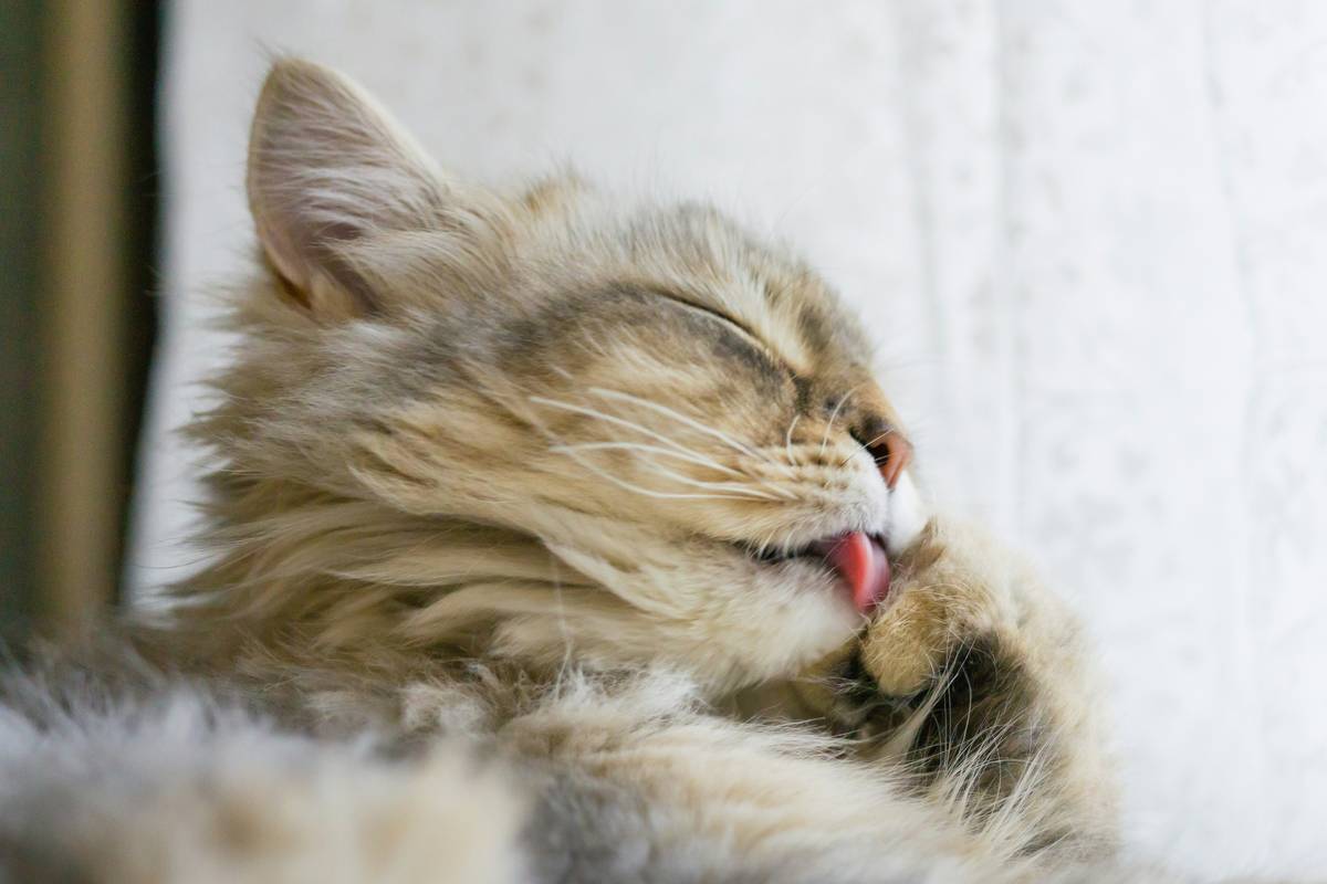 Close-up of healthy cat skin versus irritated skin showing flaking and redness for skin care for cats