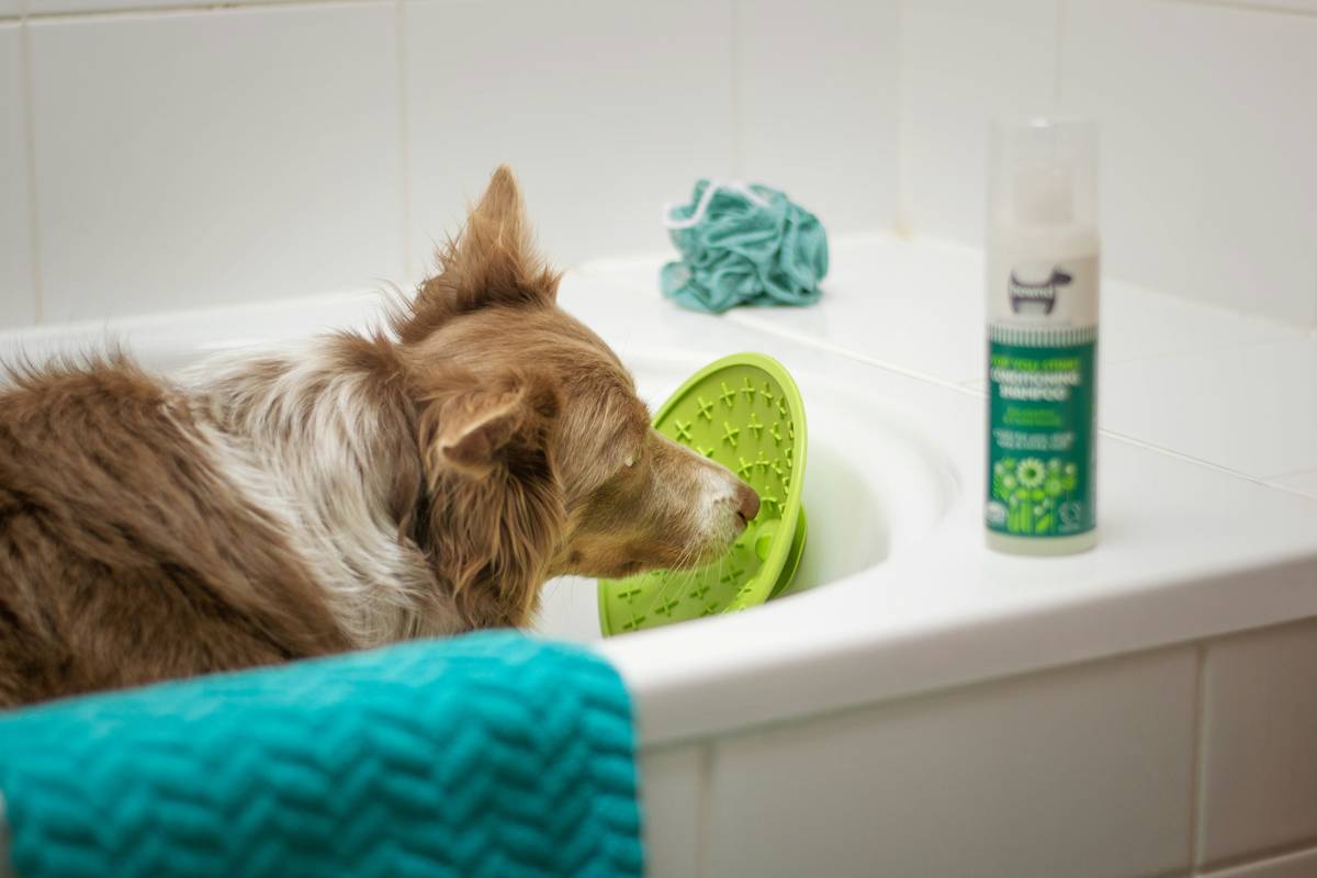Chart comparing human vs. dog skin pH levels and effects of mismatched shampoos