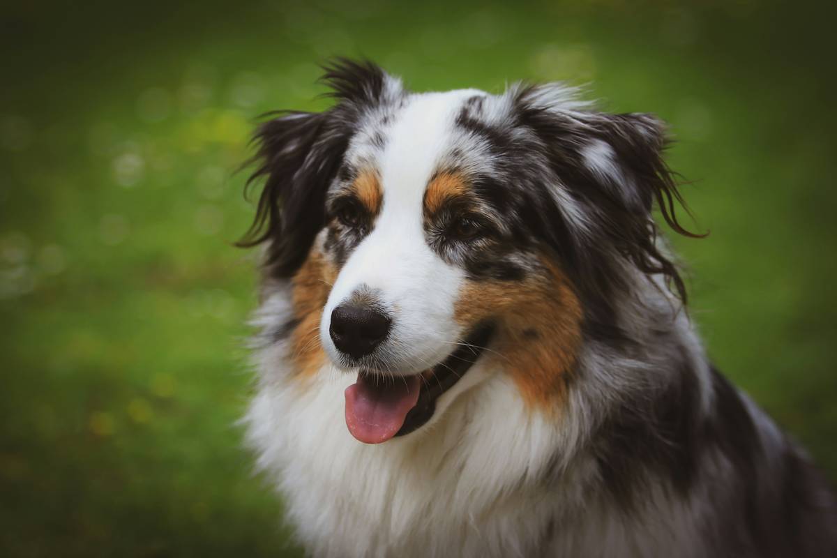 Do Dog Skin Coat Supplements Actually Work? A Vet-Backed Guide (Spoiler: Not All Are Worth the Hype)