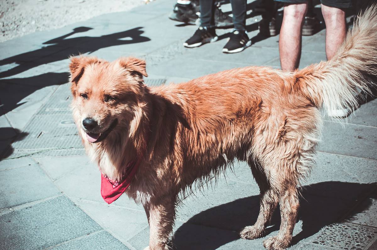 Does Skin Works for Dogs Actually Work? A Vet-Backed Deep Dive Into This Popular Supplement