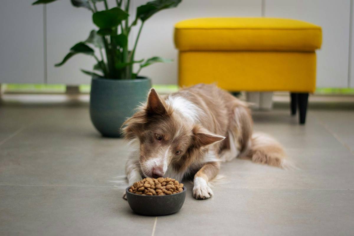 what is good for dogs skin - golden retriever with healthy coat after treatment