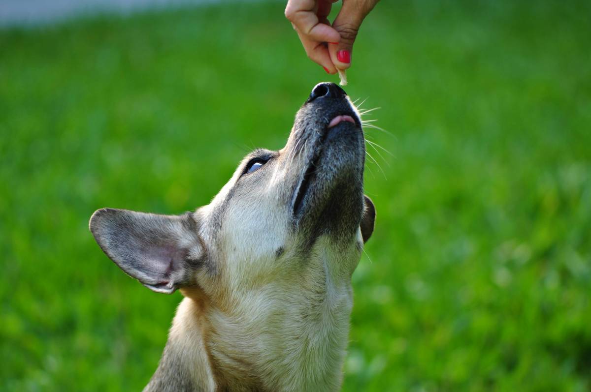 comparison of dog skin before and after using supplements for dogs skin