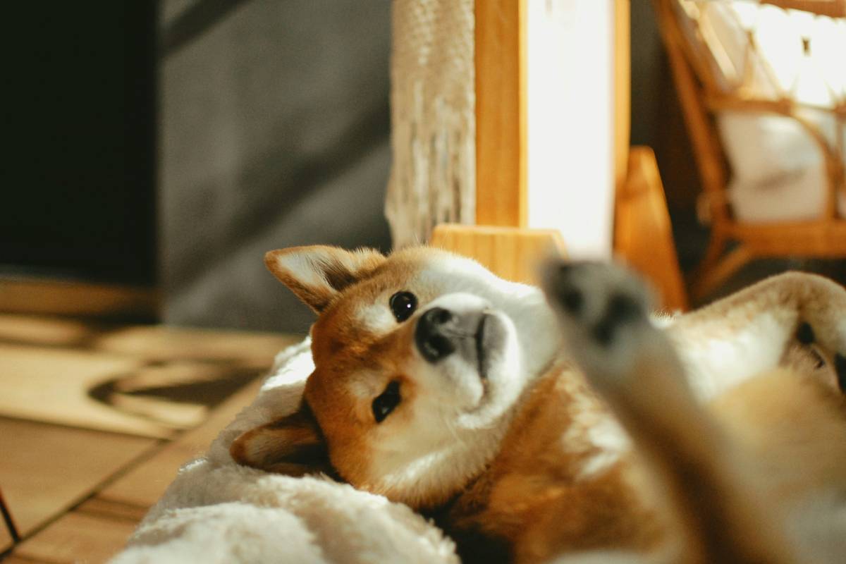 dog vitamins for skin: The Real Fix Most Vets Won’t Mention