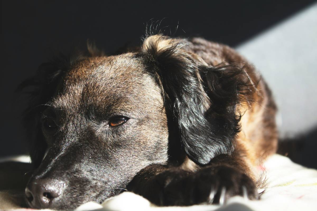 Infographic showing common signs of nutritional skin issues in dogs: flaky skin, excessive shedding, dull coat, red patches, and ear inflammation