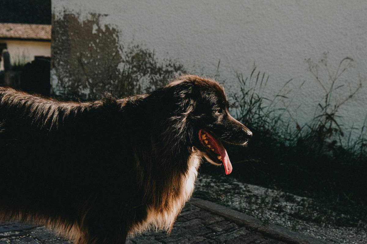 Golden retriever with healthy shiny coat after using skin supplements dog