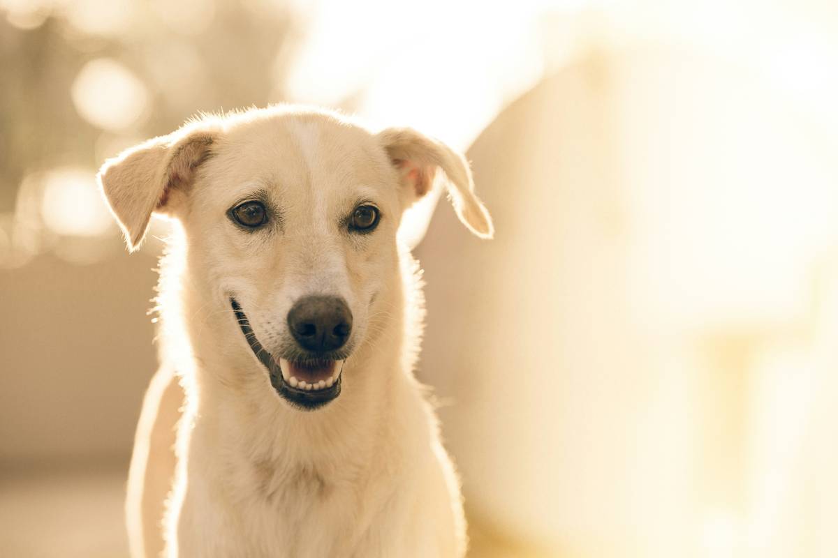 Comparison chart of dog vitamins for skin supplement types and absorption rates