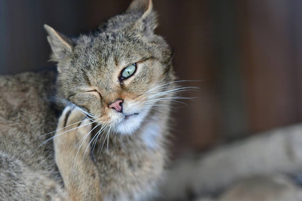 How to Handle Cat Fungal Skin Treatment: A Vet-Backed Guide for Anxious Pet Parents