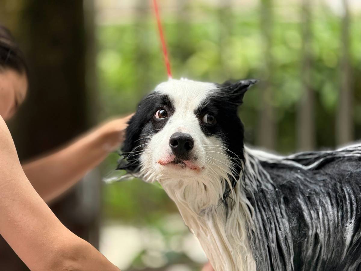 Infographic showing common causes of dog skin issues vs. appropriate medicated shampoo types: bacterial (chlorhexidine), yeast (ketoconazole), scaling (sulfur/salicylic acid)