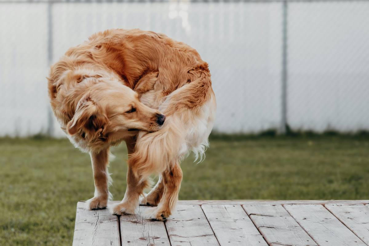 Infographic showing common causes of pet dry skin: allergies, hormonal imbalances, nutritional deficiencies, over-bathing, and parasitic infections