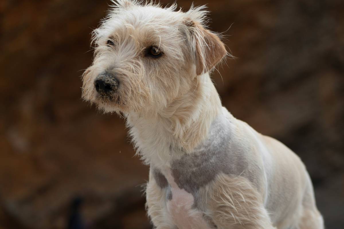 Medicated Dog Shampoo for Yeasty Skin: What Works, What Doesn’t, and Why Your Pup Deserves Better