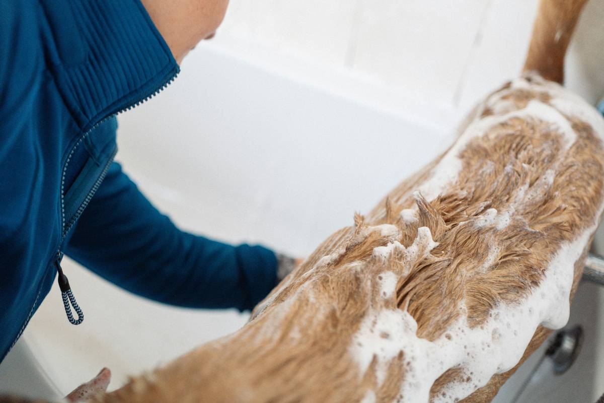 Medicated Dog Skin Shampoo: Your Vet-Approved Guide to Soothing Itchy, Flaky, or Infected Skin