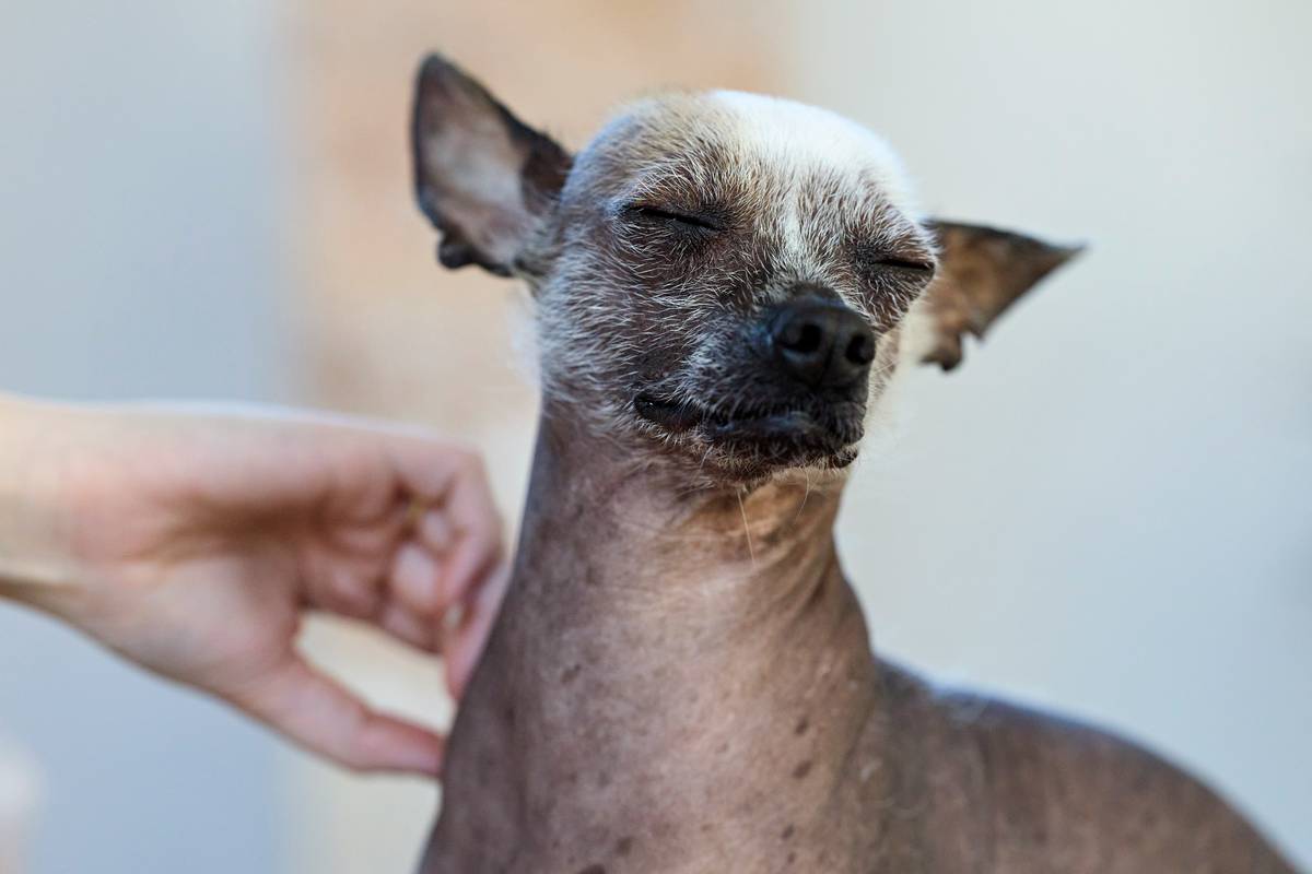 Side-by-side comparison of dog skin before and after skin supplements dog treatment