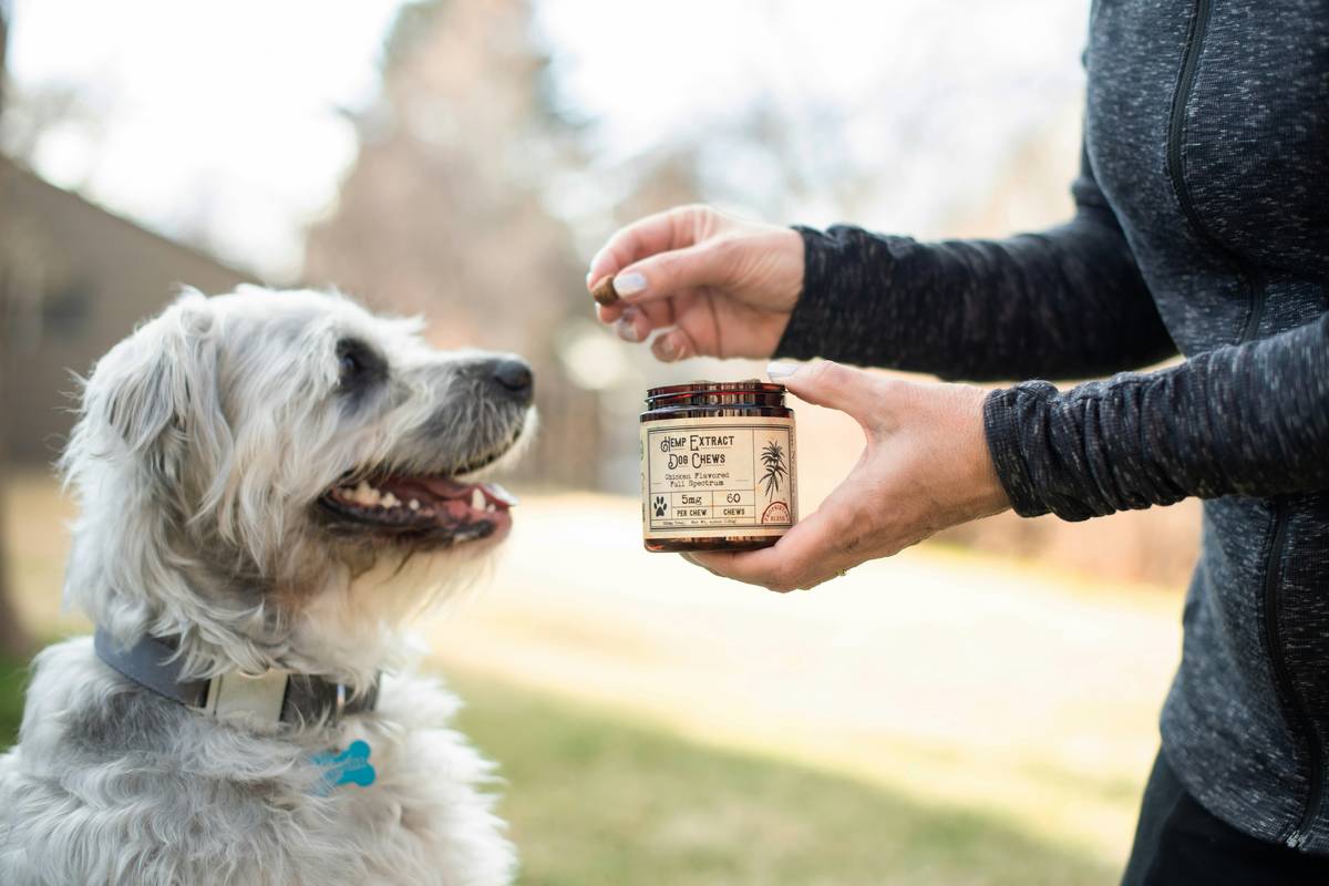 skin supplements dog: The Truth About What Actually Works for Itchy, Flaky Coats