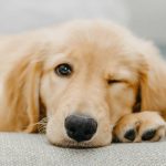 Skin Treatments for Dogs: What Actually Works (And What’s Wasting Your Money)