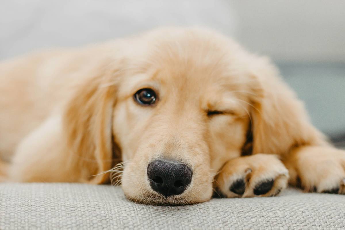 Skin Treatments for Dogs: What Actually Works (And What’s Wasting Your Money)