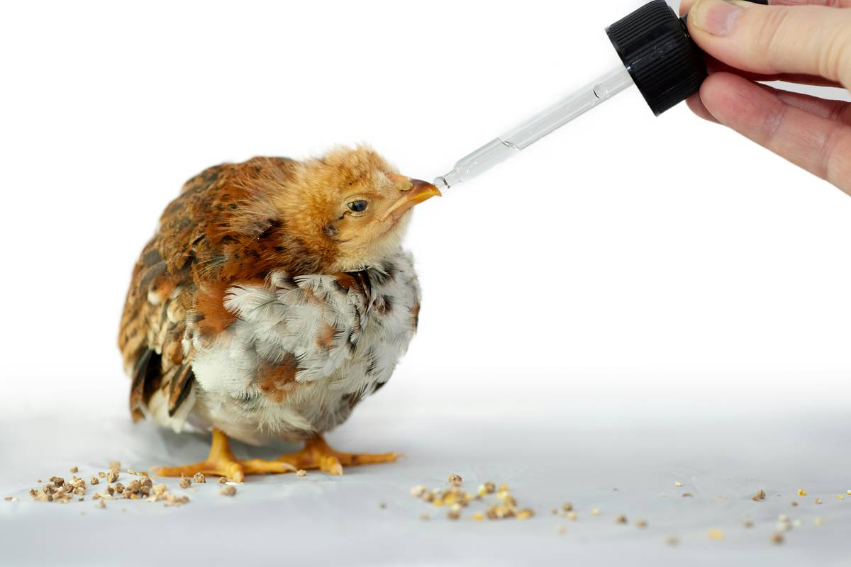 supplements for dogs skin: the overlooked fix most vets won’t mention