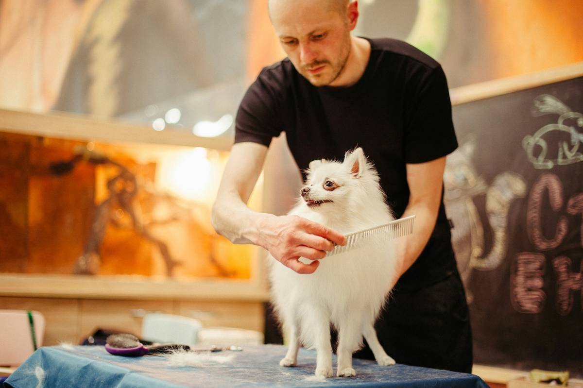 The Ultimate Guide to Choosing a Safe & Effective Skin Spray for Cats