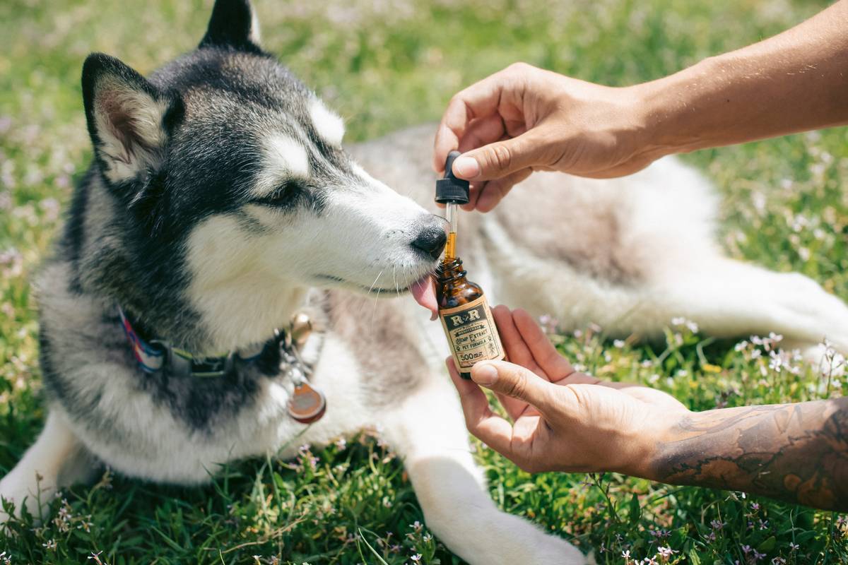 The Ultimate Guide to Choosing a Supplement for Dog Skin and Coat That Actually Works