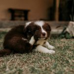 What Is Good for Dogs Skin: A No-BS Guide to Soothing Itch & Flare-Ups
