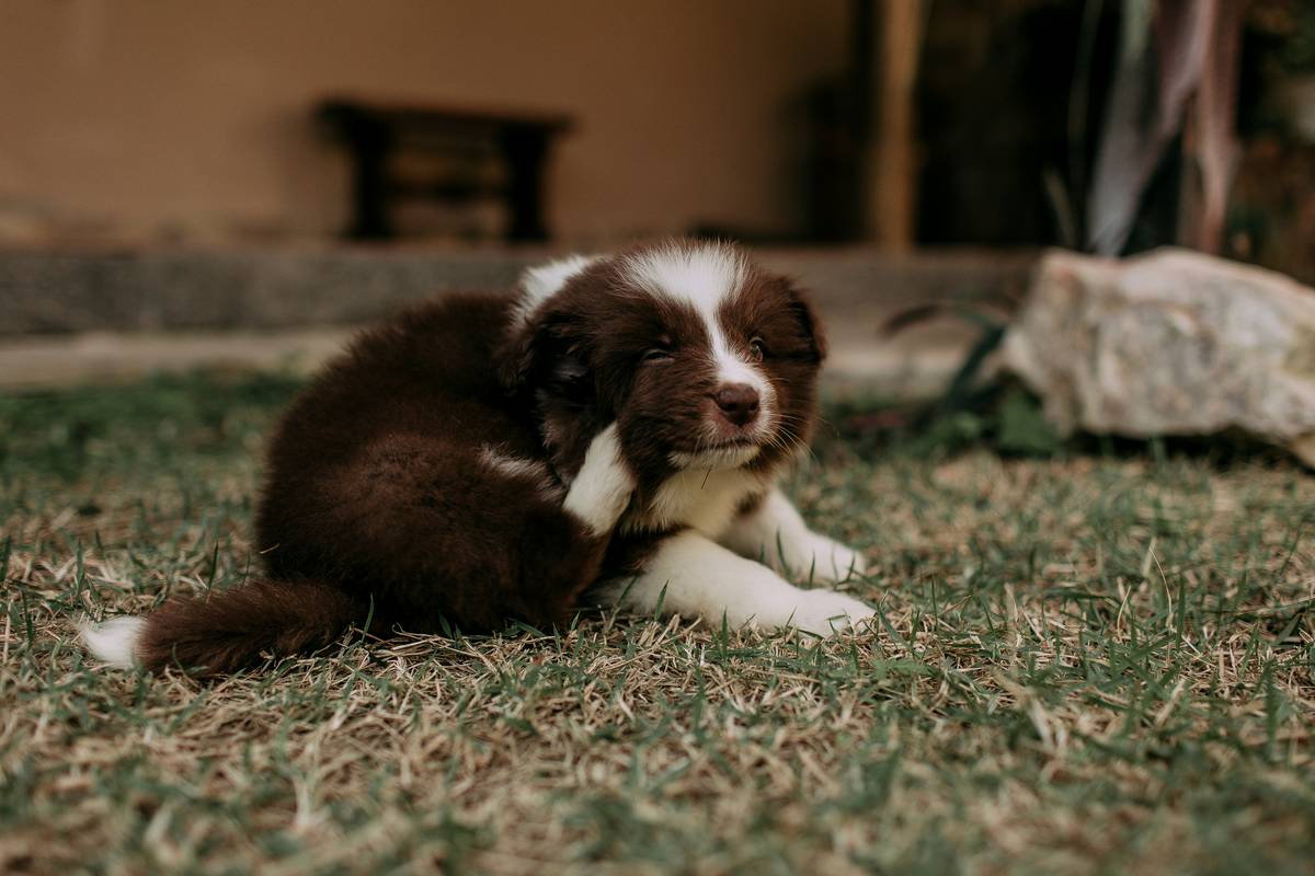 What Is Good for Dogs Skin: A No-BS Guide to Soothing Itch & Flare-Ups